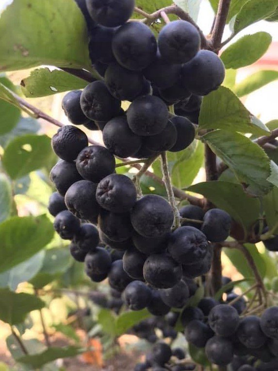 1 Yaş Aronya Fidanı