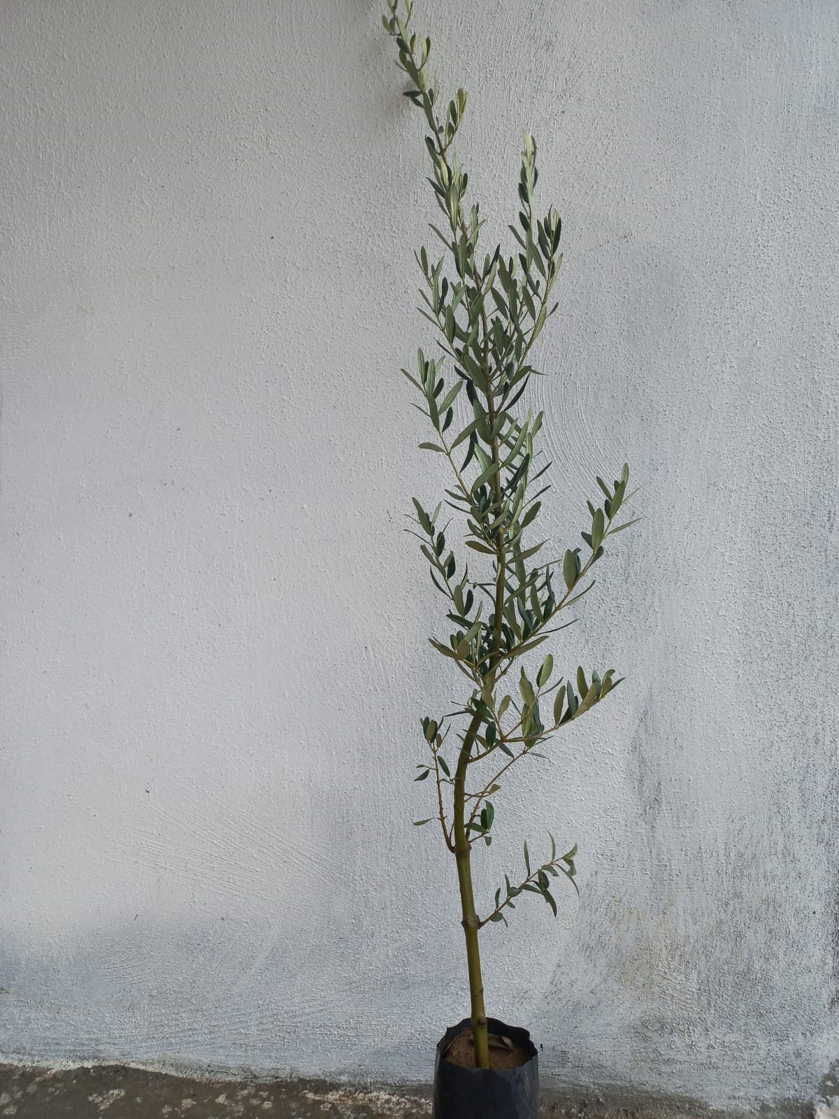 3 Yaş Kırmızı Çiçekli Zakkum Ağacı