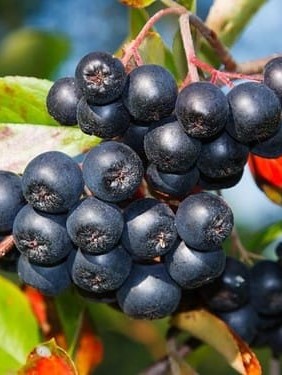 10 'lu Aronya Fidanı Paketi 10 'lu Aronya Fidanı Paketi