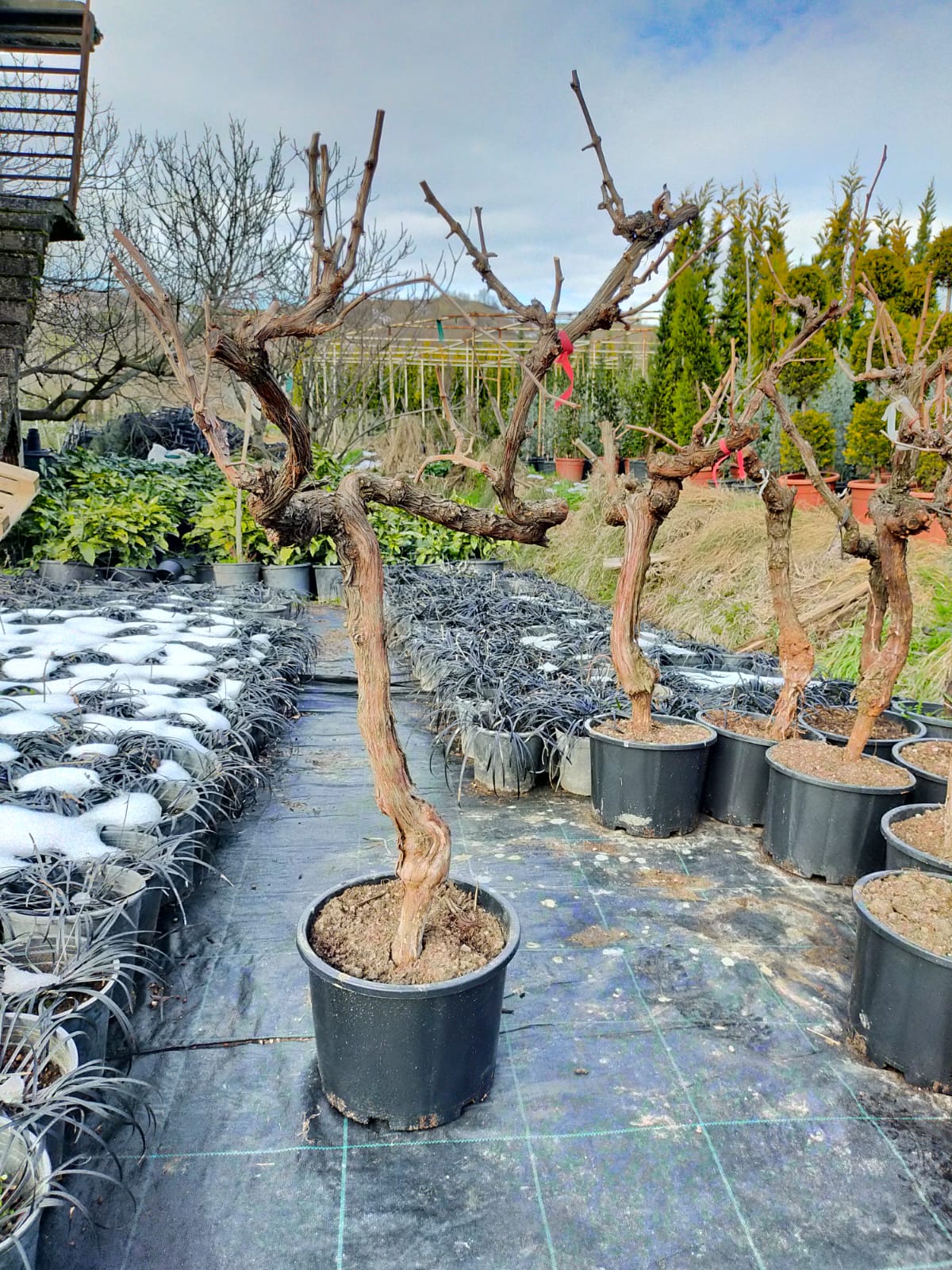 10 Yaş Üzüm fidanı