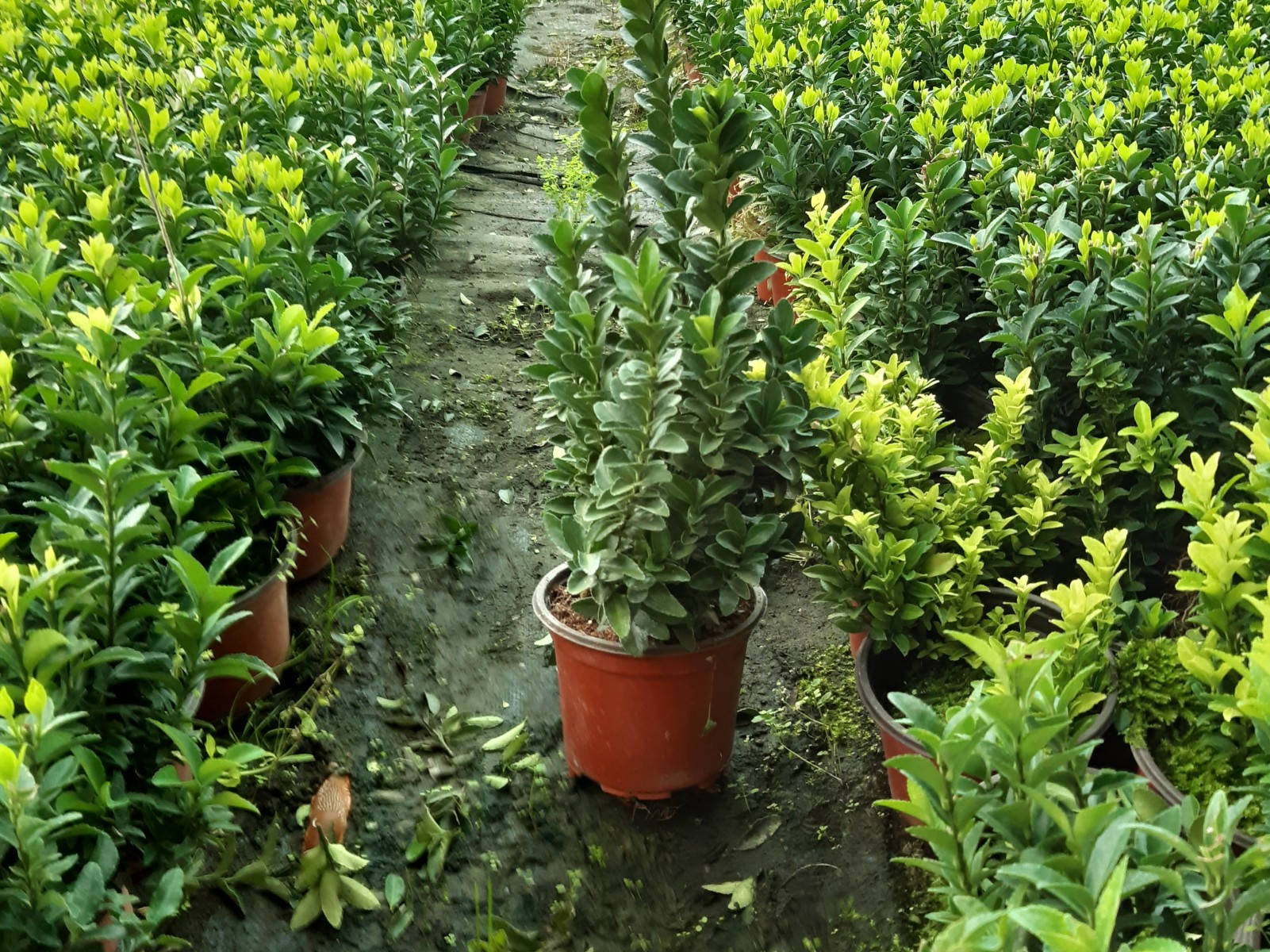 10 Adet  Sütun Taflan paketi