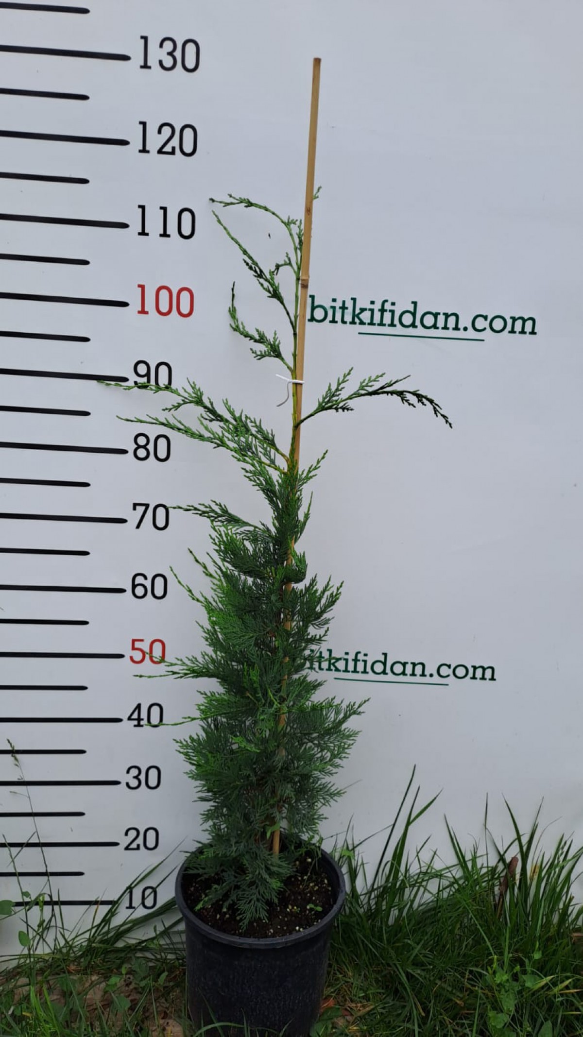 2 Yaş Aşılı Leylandi Fidanı