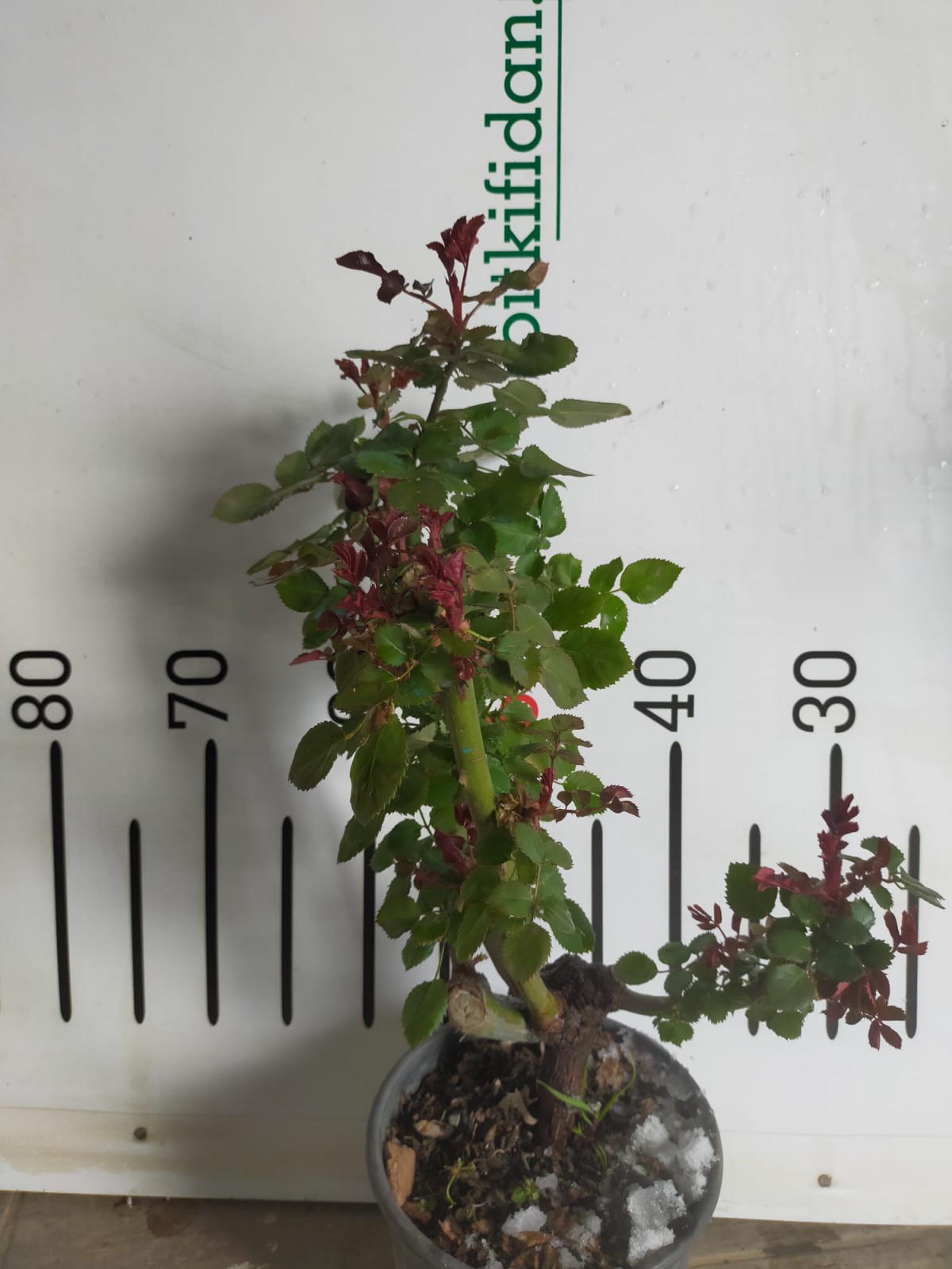 2 Yaş Aşılı Yerli Gül Fidanı-Beyaz renk 2 Yaş Aşılı Yerli Gül Fidanı-Beyaz renk