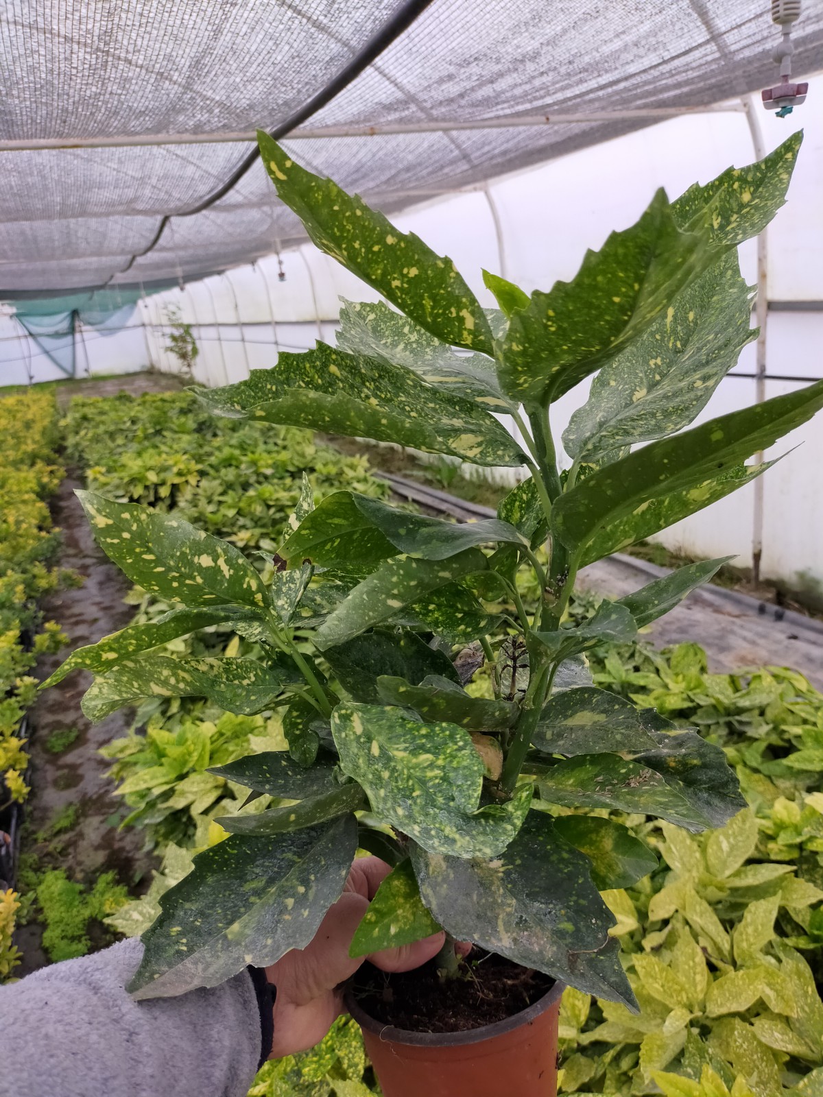 3 Yaş Aşılı Rojo Brillante  Trabzon Hurması