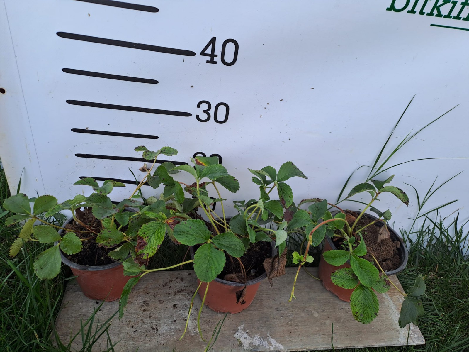 2 Yaş 4' lü Beyaz Çilek Fidesi- Pineberry