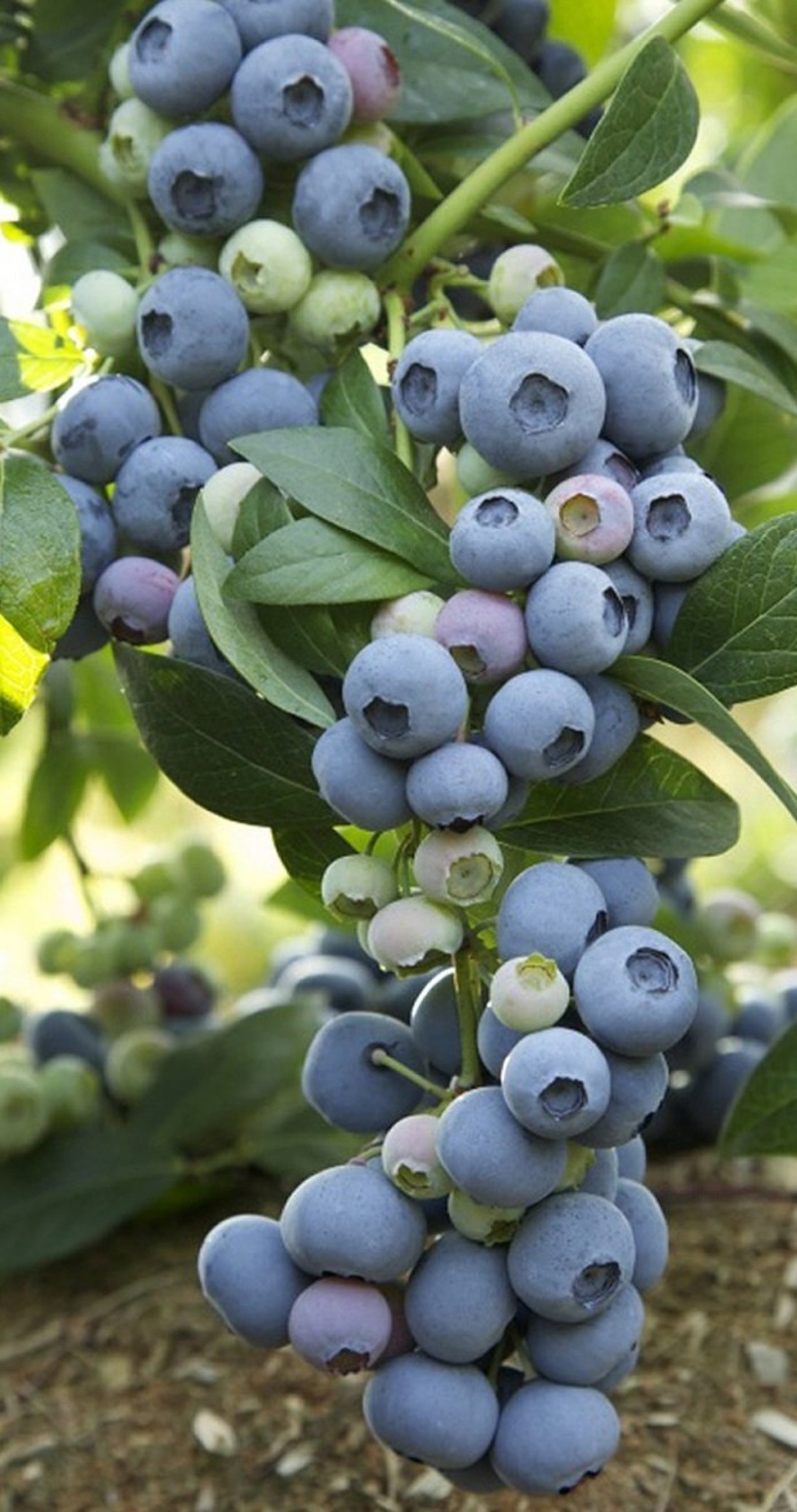 2 Yaş Bluecrop Yaban Mersini Fidanı