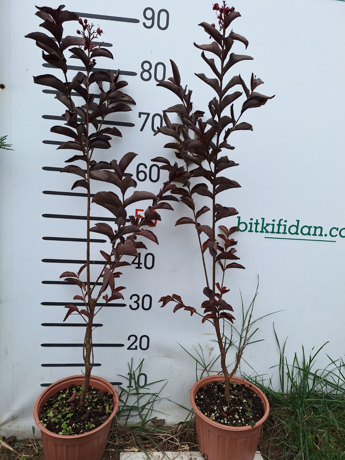 2 Yaş Bodur Kırmızı Yaprak ve Çiçekli Oya Ağacı-2 li