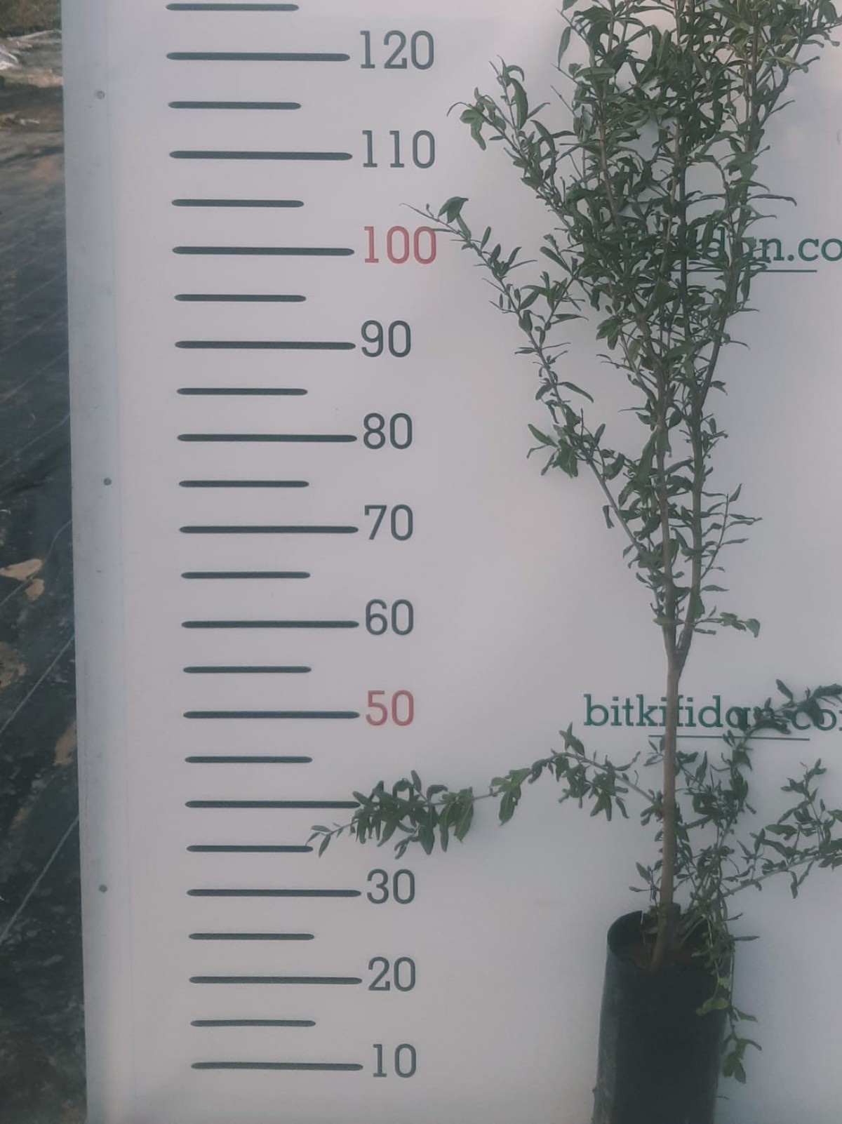 2 Yaş Çekirdeksiz Nar Fidanı 2 Yaş Çekirdeksiz Nar Fidanı