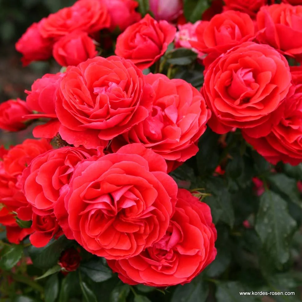 2 Yaş Cherry Girll (KIRMIZ) İthal Gül Fidanı