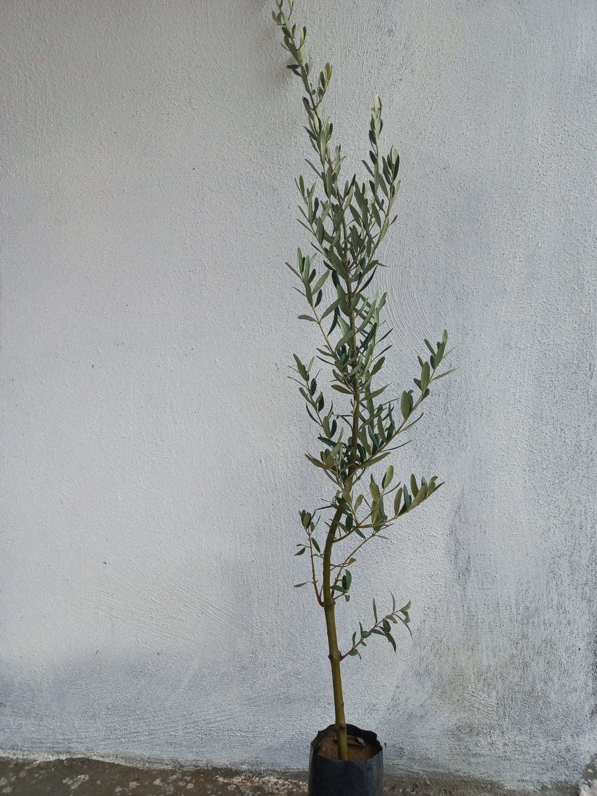 2 Yaş Gemlik Zeytini Fidanı