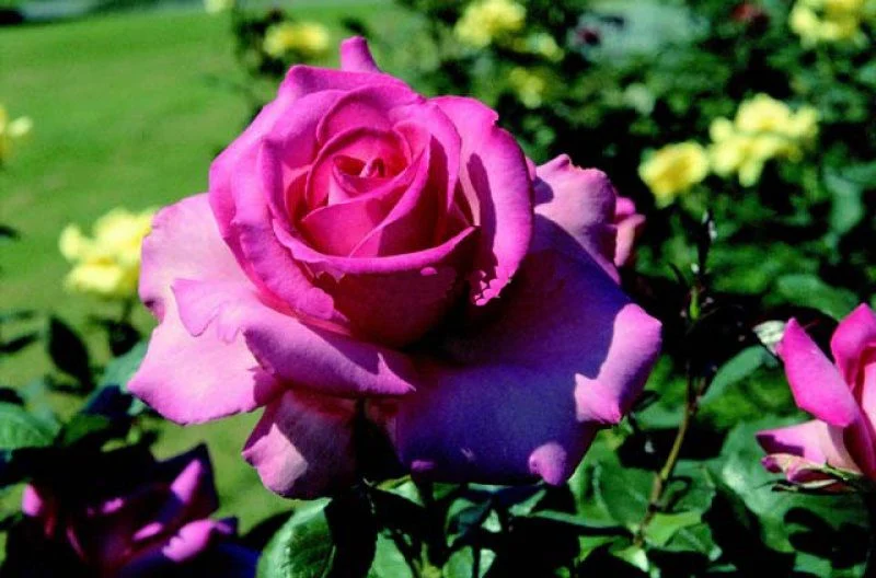 2 Yaş İthal Esmeralda Gül Fidanı 2 Yaş İthal Esmeralda Gül Fidanı