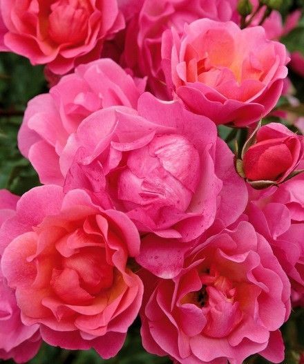 2 Yaş İthal Maxi Vita Gül Fidanı (pembe)