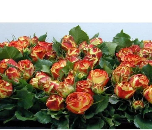 2 yaş İthal Vulcanica(kırçıllı) Gül Fidanı