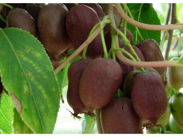 2 Yaş Mini Kivi Ananasya Fidanı