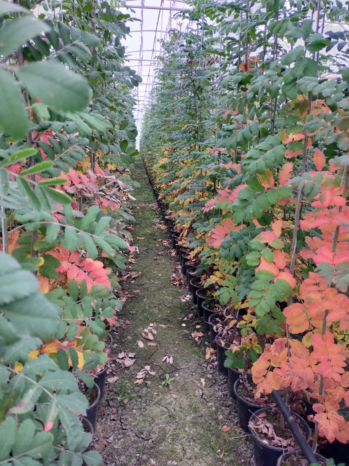 2 Yaş Üvez Fidanı