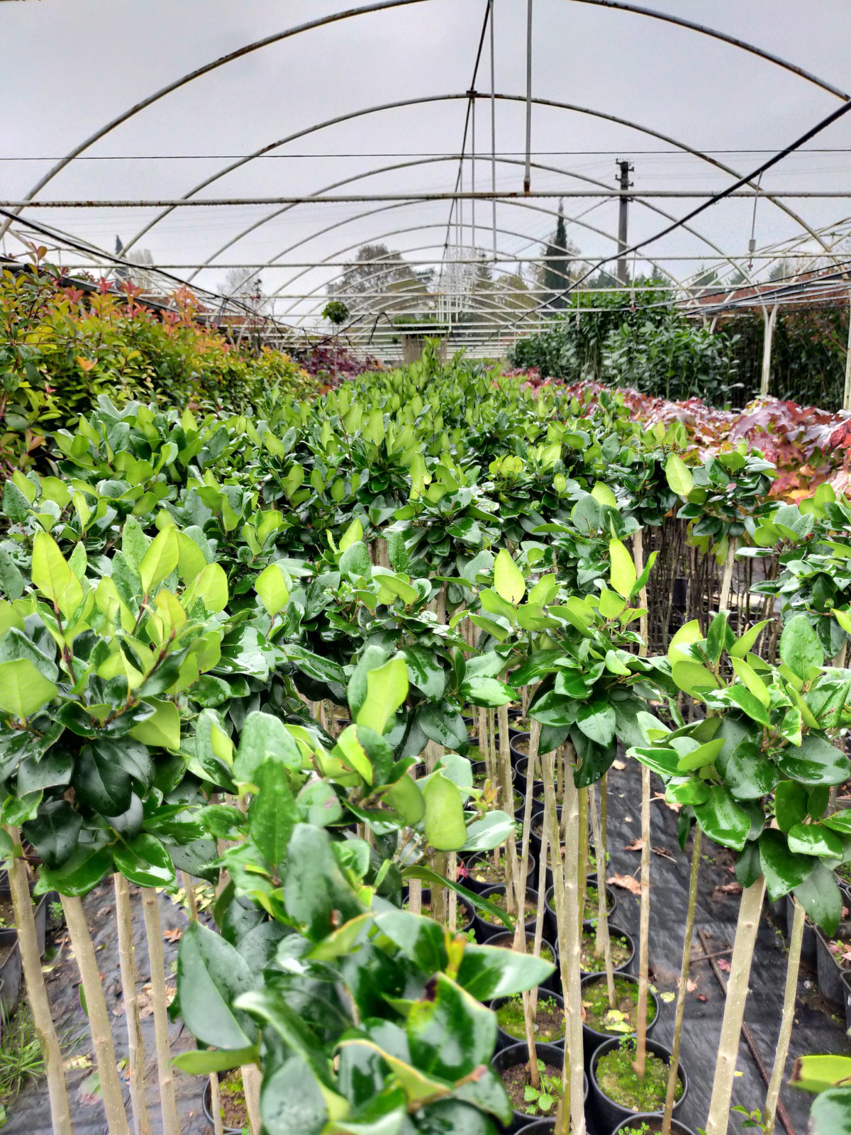 3 Yaş Tüplü Akça Armut Fidanı