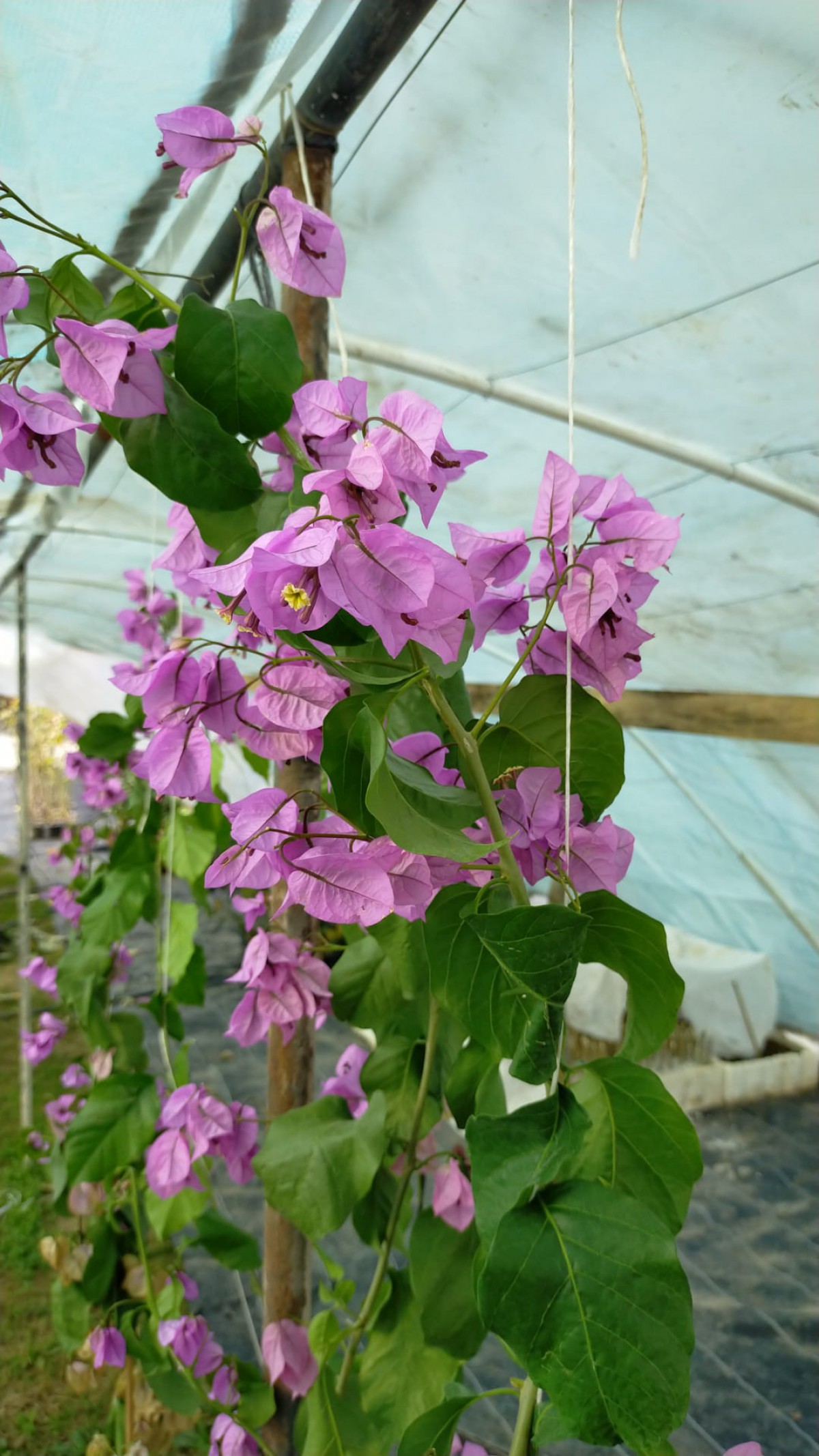 3 Yaş Ada Begonvili Fidanı