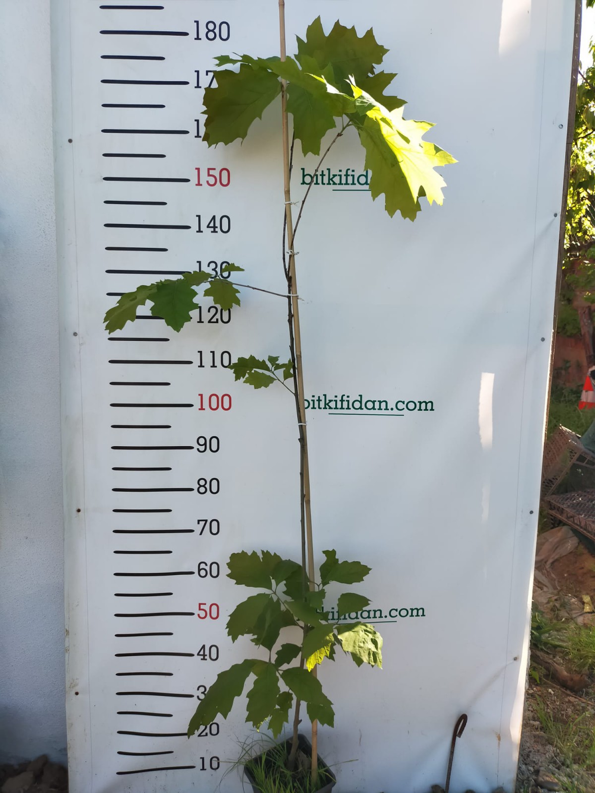 3 Yaş Aşılı Amerikan Meşesi