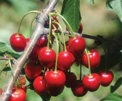 3 Yaş Kütahya Vişne Fidanı