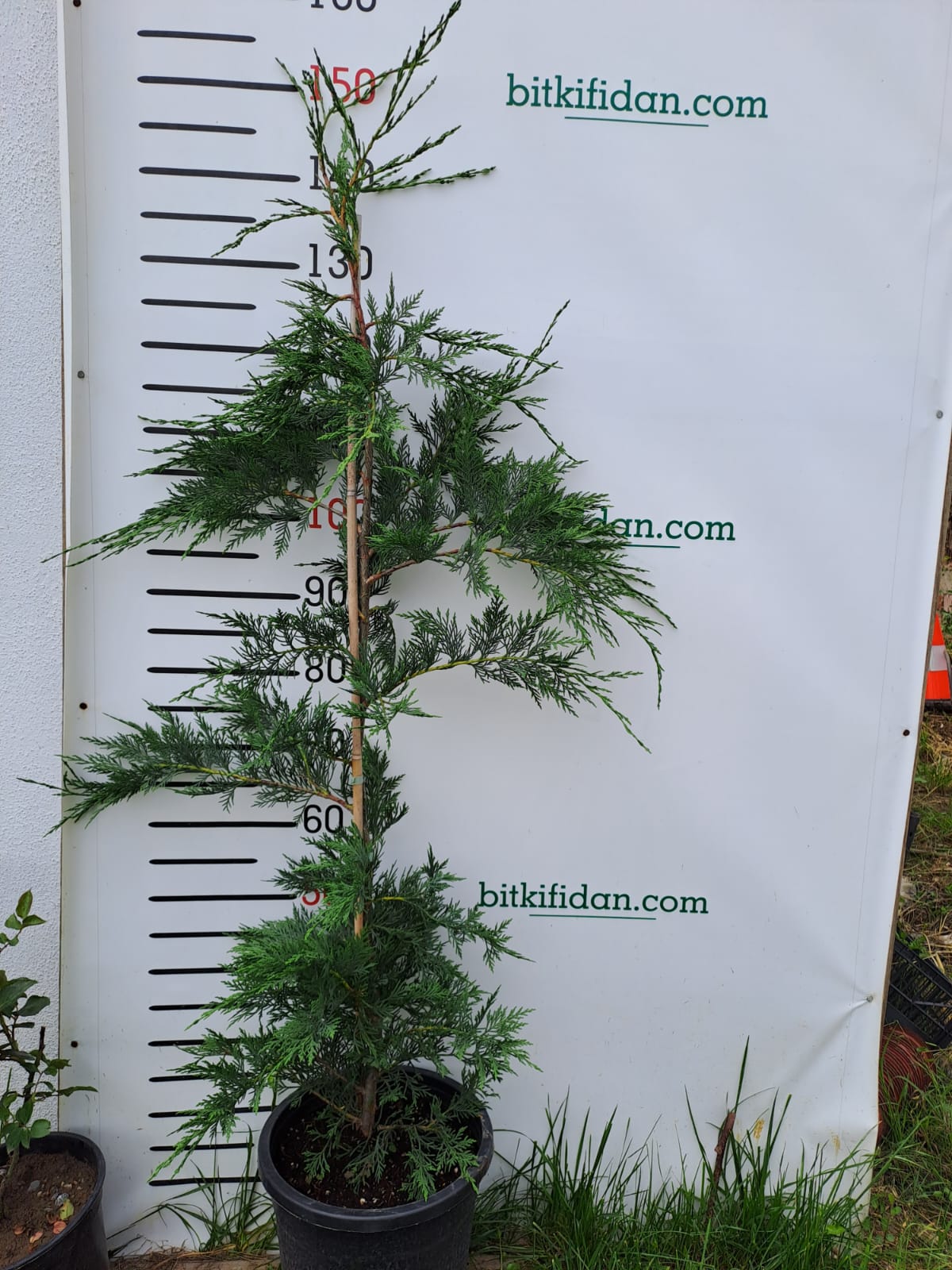 3 Yaş Aşılı Leylandi Çam Fidanı