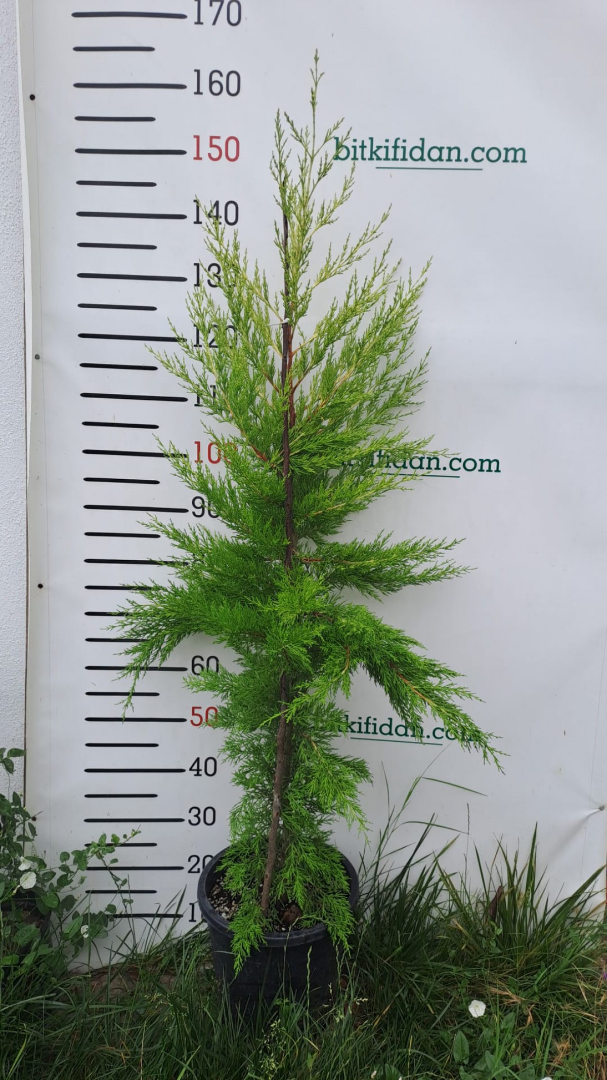 3 Yaş Aşılı Limon Selvi Fidanı(150 +)