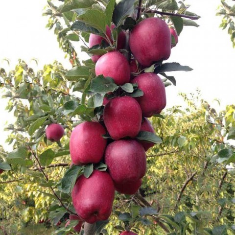 3 Yaş Perfect Red Kayısı Fidanı