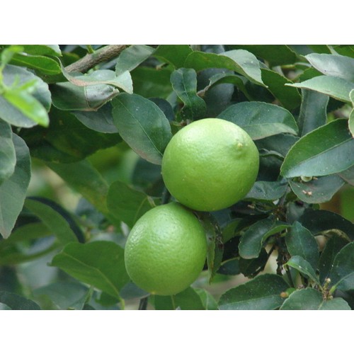 3 Yaş Aşılı Tahiti Lime Fidanı