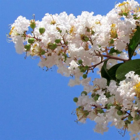 3 Yaş Beyaz Oya Ağacı