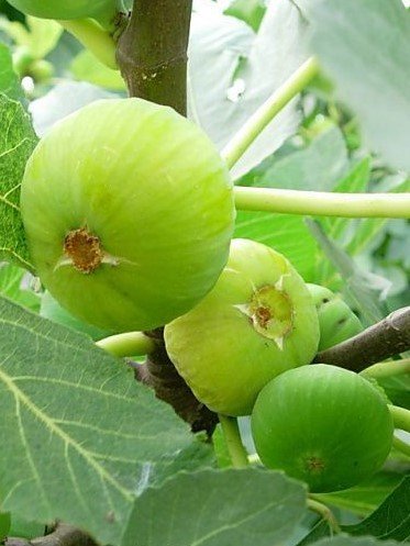 3 Yaş Bursa Beyaz İncir Fidanı