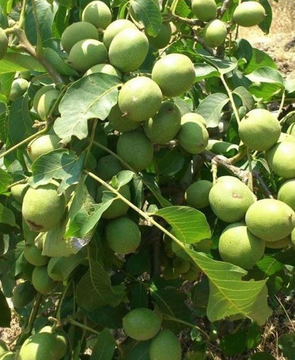 3 Yaş Chandler Ceviz Fidanı 3 Yaş Chandler Ceviz Fidanı