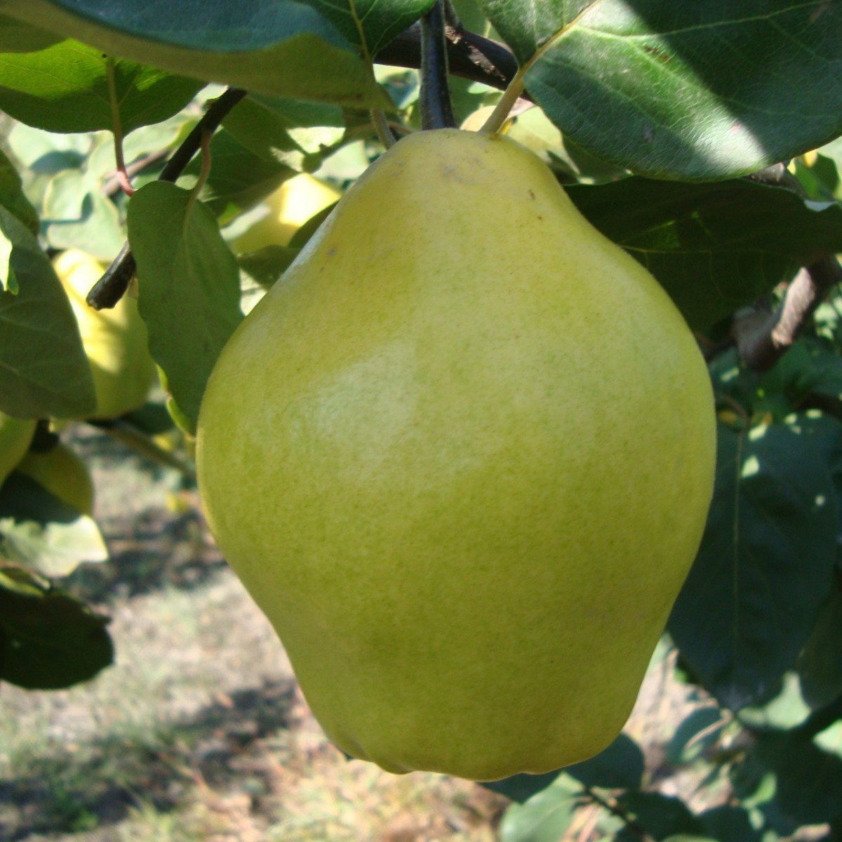 3 Yaş Ege 22 Ayvası Fidanı