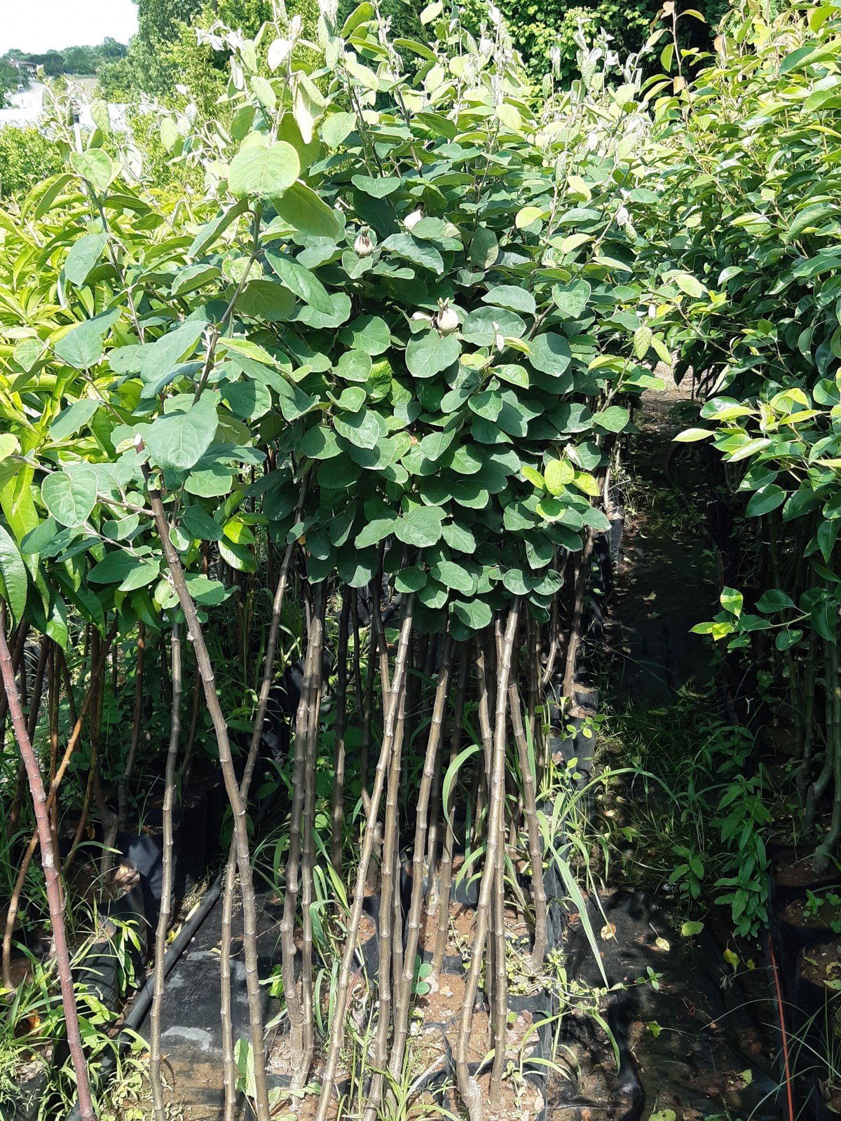 3 Yaş Ekmek Ayva Fidanı