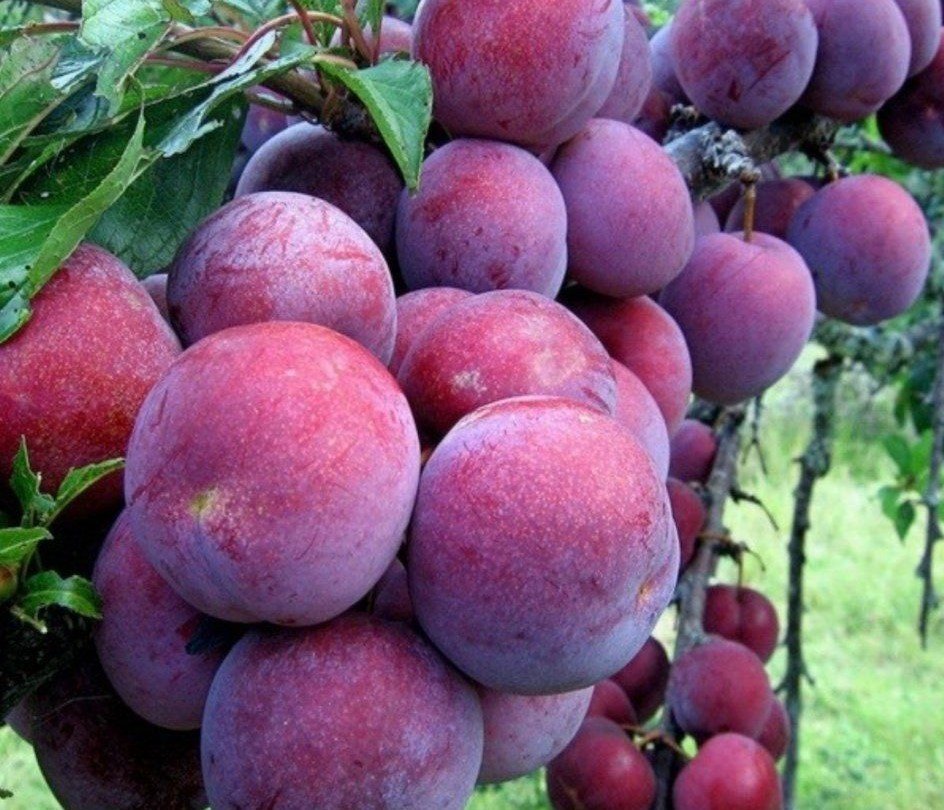 3 Yaş Formasa Erik Fidanı