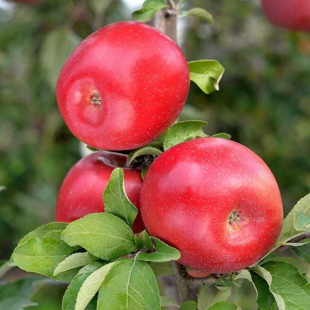 3 Yaş Fuji Elma Fidanı 3 Yaş Fuji Elma Fidanı