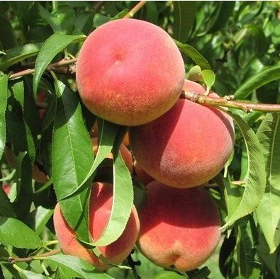 3 Yaş Glohaven Şeftali Fidanı 3 Yaş Glohaven Şeftali Fidanı