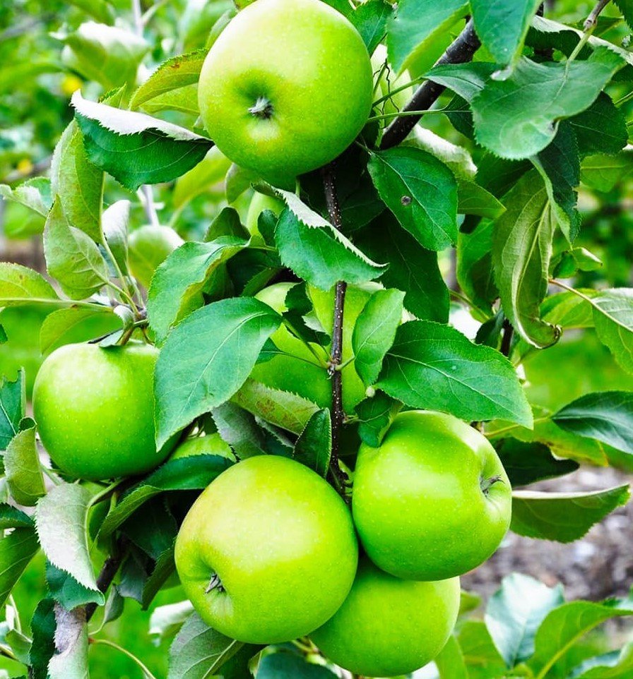 3 Yaş Granny Smith Elma Fidanı