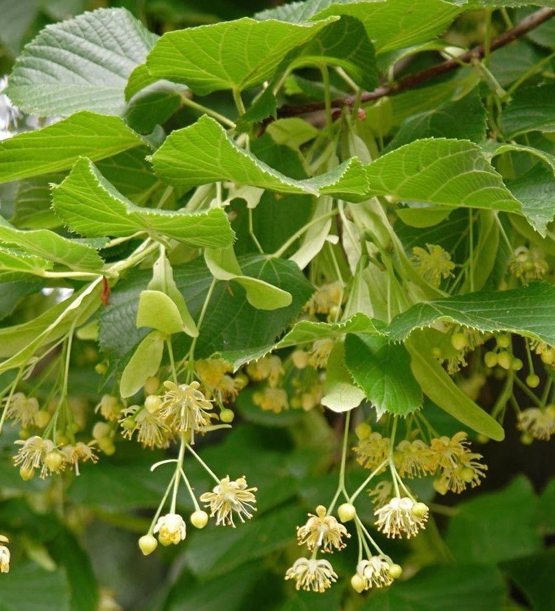 3 Yaş Gümüşi Ihlamur Fidanı