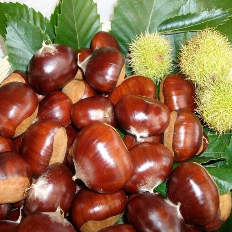 3 Yaş Hacıömer Kestane Fidanı 3 Yaş Hacıömer Kestane Fidanı