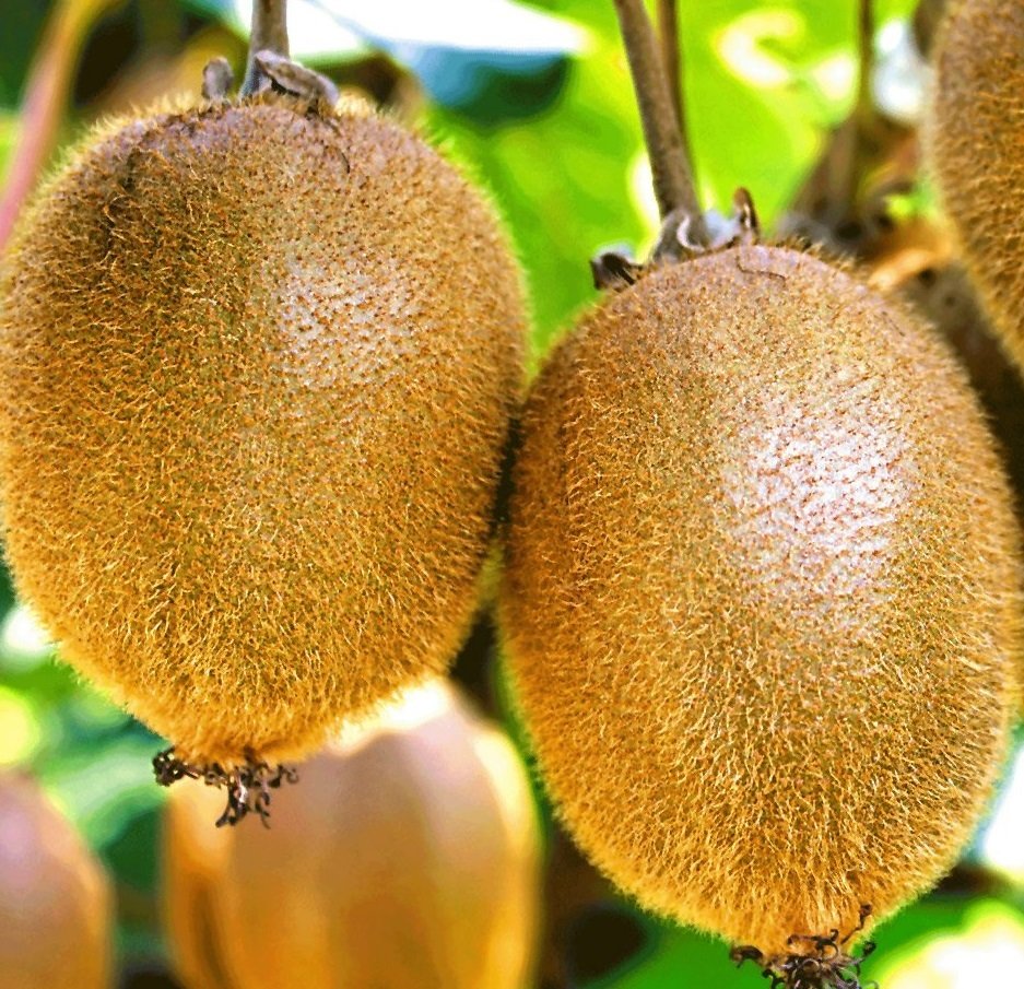 3 Yaş Hayward Kivi Fidanı Dişi