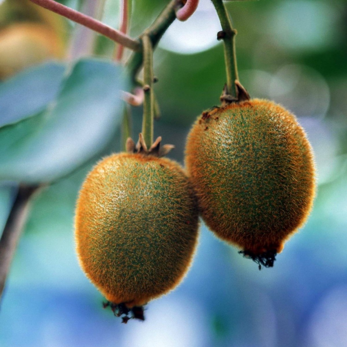 3 Yaş İthal Kamelya Çiçeği