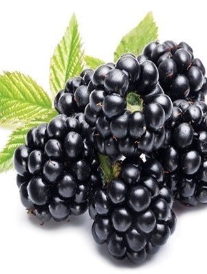 3 Yaş Jumbo Böğürtlen Fidanı