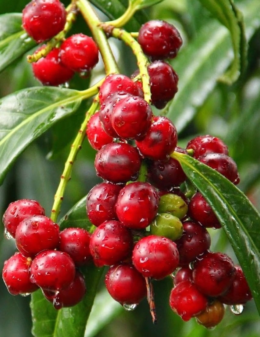 3 Yaş Karayemiş (laz Yemişi) Fidanı