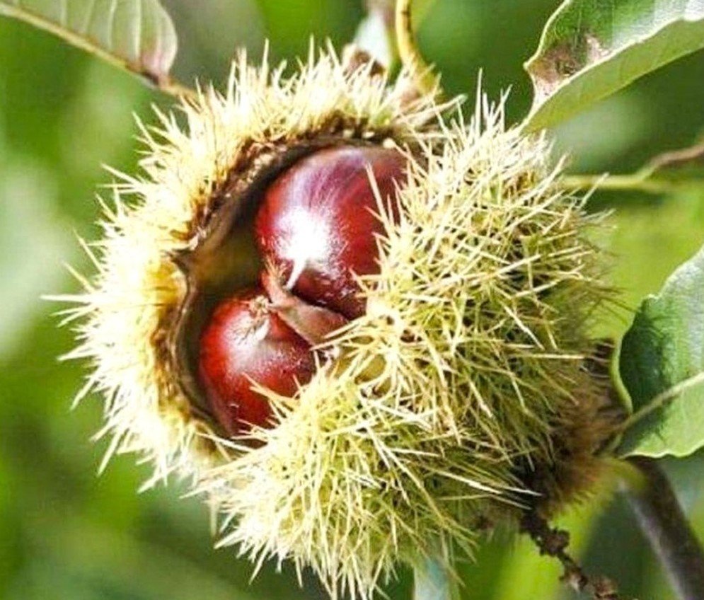 3 Yaş Kemer Kestanesi Fidanı