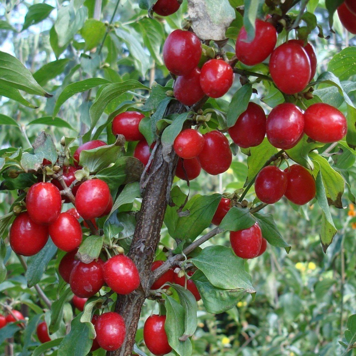 3 Yaş Kızılcık Fidanı