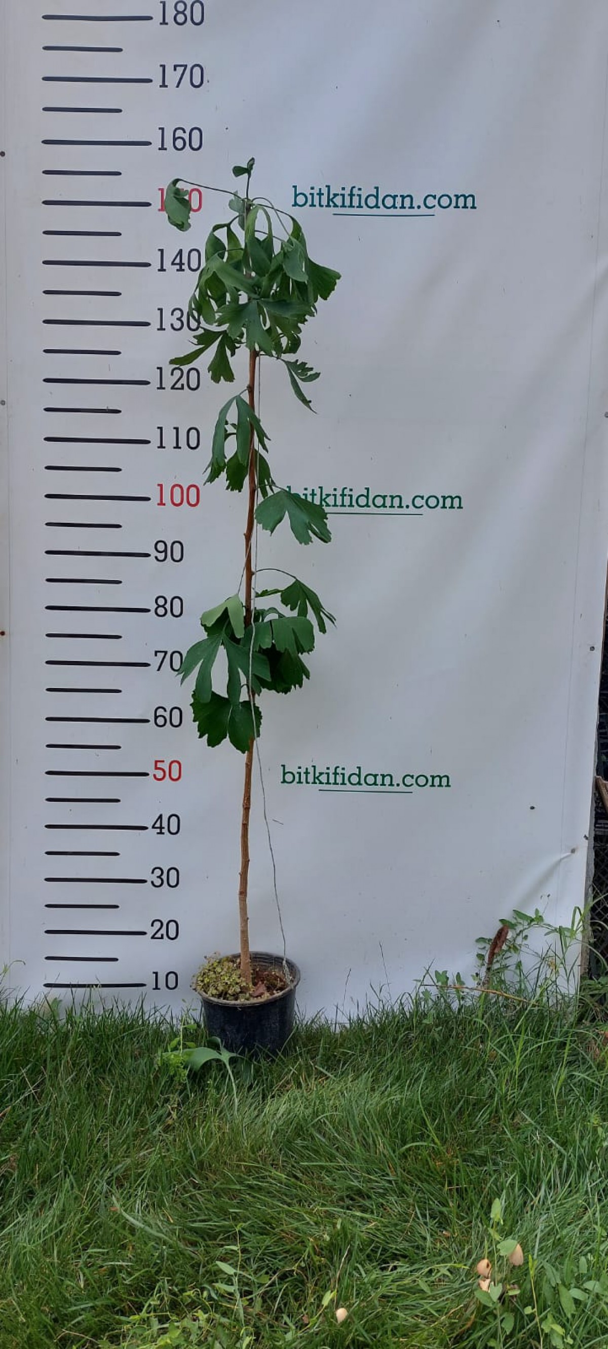 3 Yaş Mabet Ağacı-Ginkgo biloba