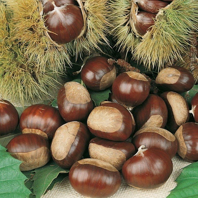 3 Yaş Maraval Kestane Fidanı