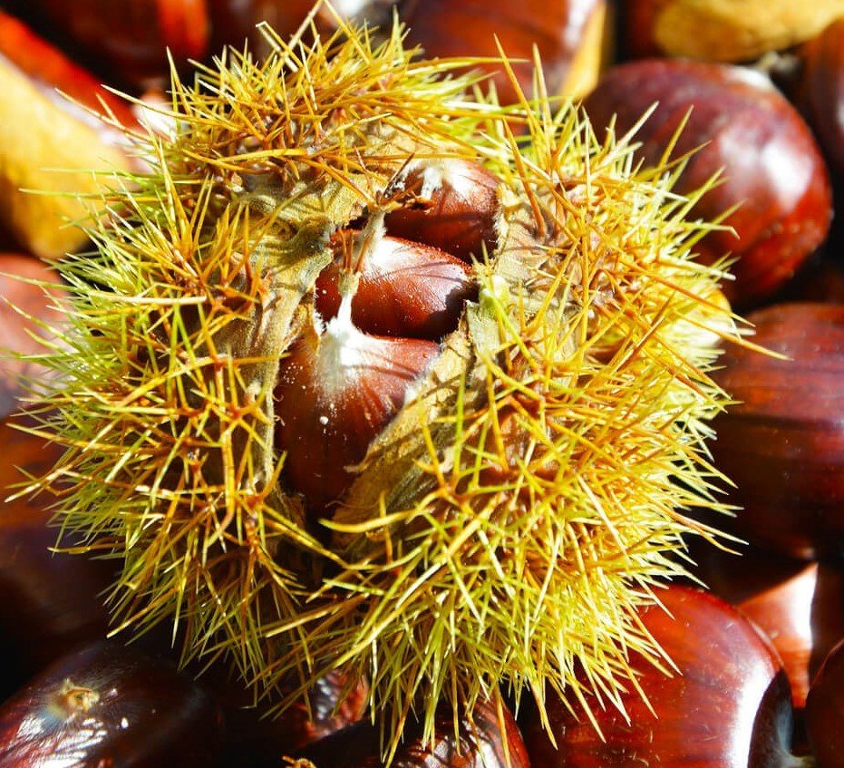 3 Yaş Marigoule Kestane Fidanı