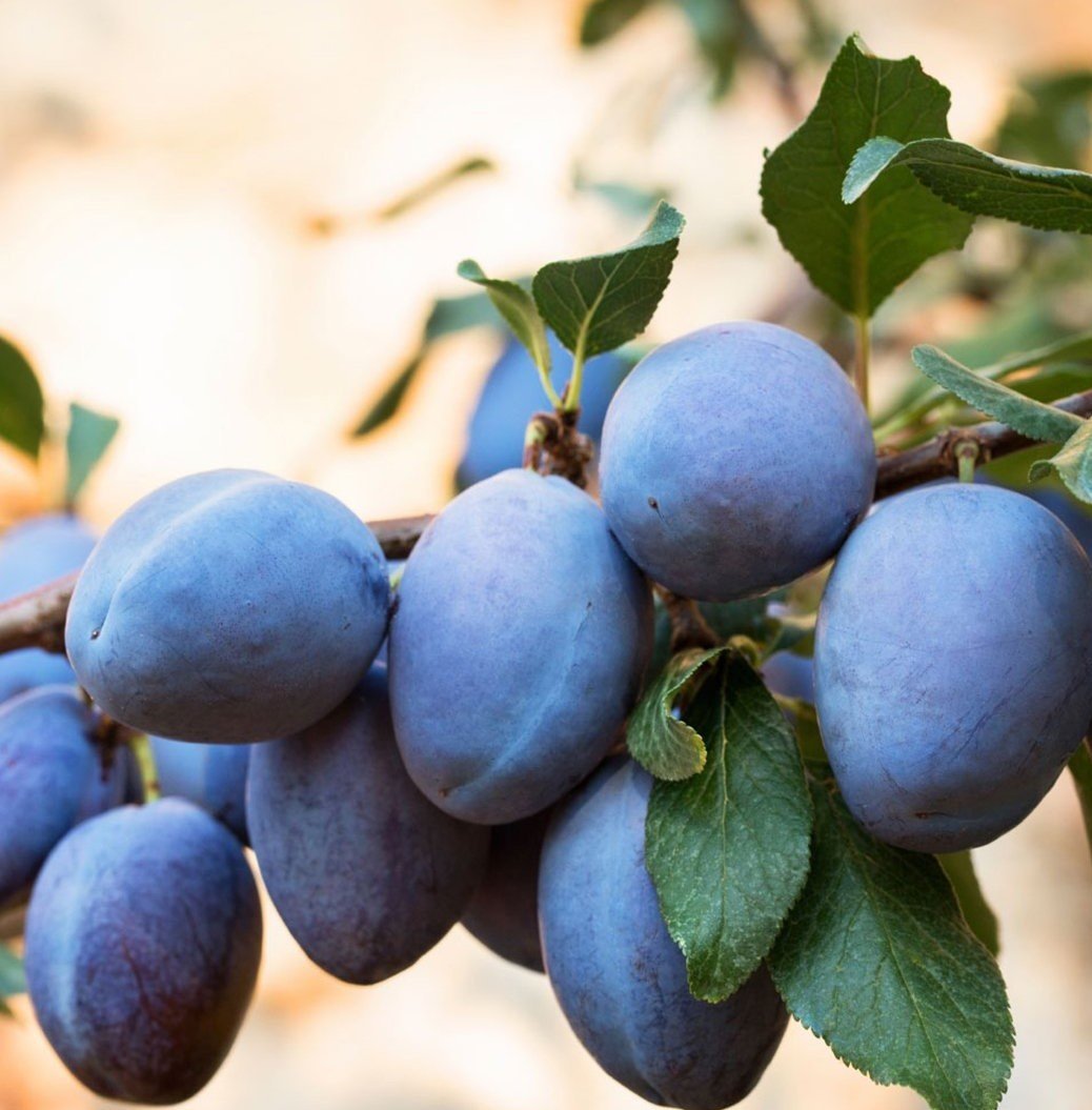 3 Yaş Mürdüm Eriği Fidanı