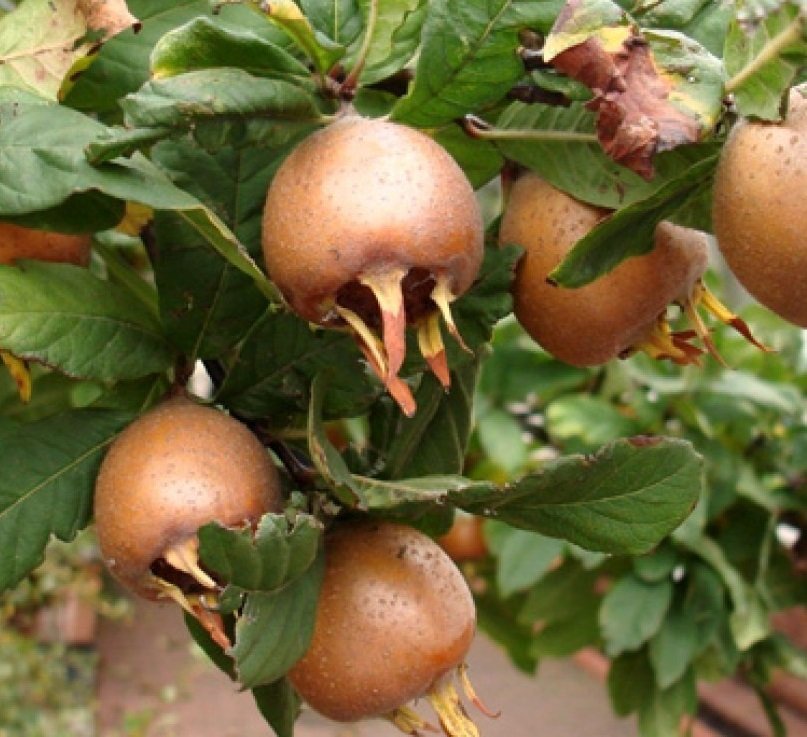 3 Yaş Muşmula Fidanı 3 Yaş Muşmula Fidanı