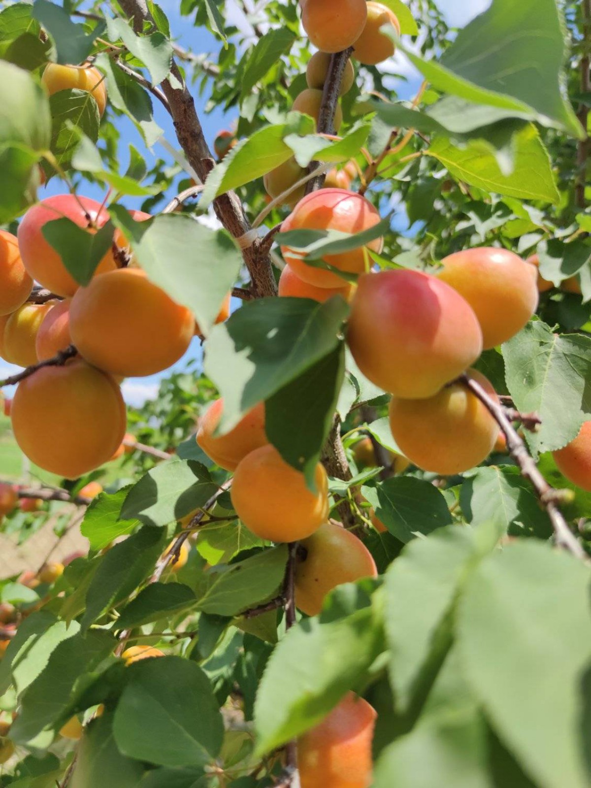 3 Yaş ORANGE RUBY Kayısı Fidanı